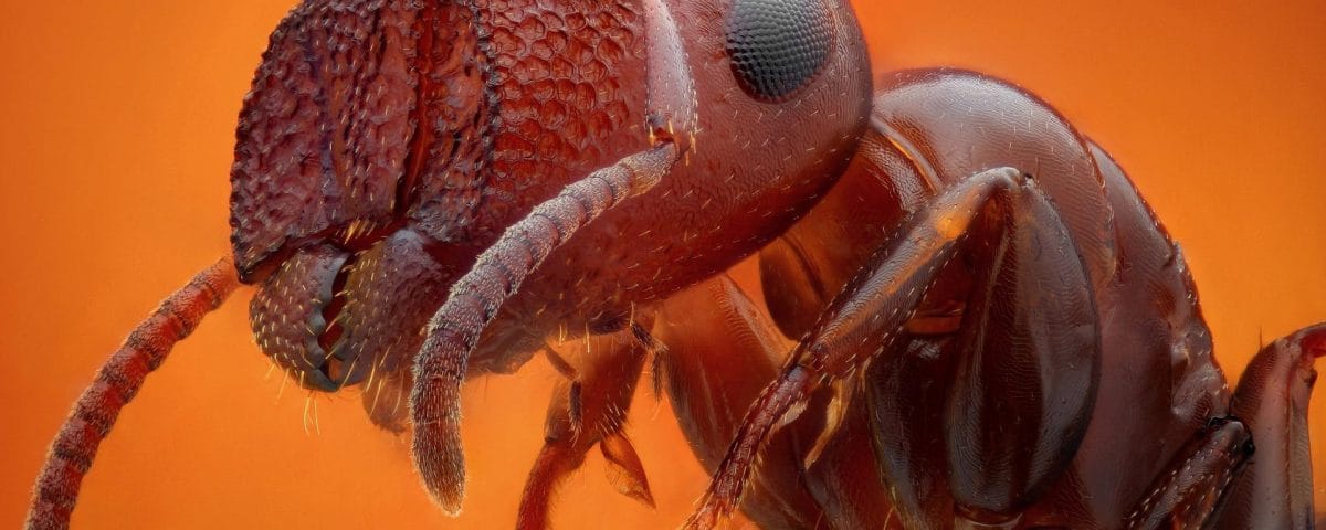 Combate a colônia de formigas e outras pragas