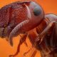 Combate a colônia de formigas e outras pragas